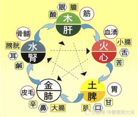 身體五行|中醫基礎/五行學說